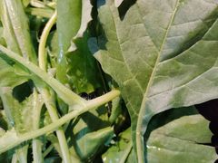 -玉林仔鲜牛老火锅(南宁港店)