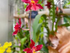 -中国科学院华南植物园