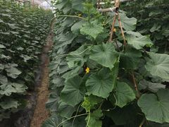 -上膳源有机农场