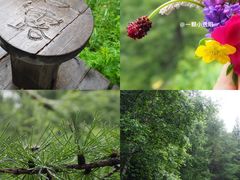 -苏木山森林公园