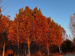 -北京西山国家森林公园