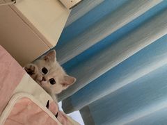 -欣宠猫屋·矮脚拿破仑·蓝金金渐层