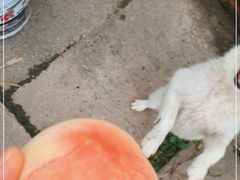 -南汇老顾农家乐采摘大团水蜜桃采摘店