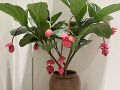 -北京东三环希尔顿逸林酒店