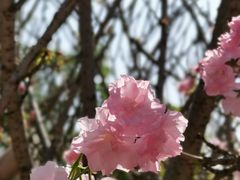 -天适樱花悠乐园