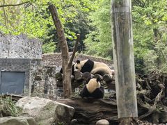 -都江堰中华大熊猫苑