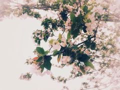 -百脉泉景区