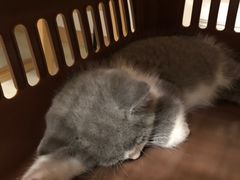 -袖虎·猫馆(体育西路店)