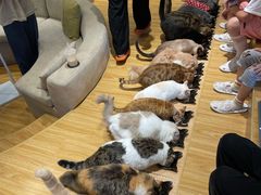 -啵啵喵·猫咖(攀华国际店)