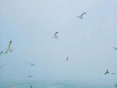 -海驴岛(荣成市)