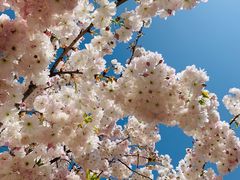 -莱阳濯村樱花园