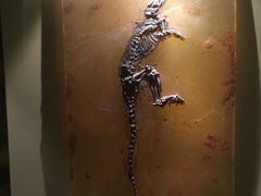 -辽宁古生物博物馆