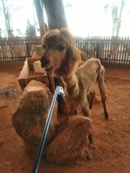 点击看大图 -酷嗒动物文化乐园(cutezoo西溪乐天城店)