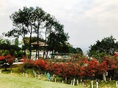 -铁山坪森林公园