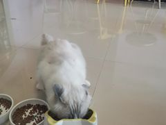 -70cat德文卷毛猫·缅因猫纯种猫舍