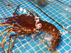 -新金盛·海鲜酒楼(盐田店)