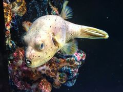 -暹罗海洋世界
