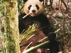 -老码头火锅(玉林店)