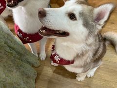 -Husky Go! 哈士奇体验馆·宠物咖啡厅狗咖