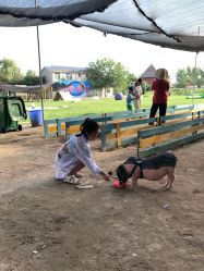 -上美四季动物农场