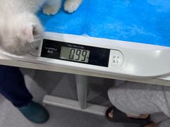 -伟伟宠物医院·CT影像中心·瑞派犬猫综合性门诊(汉口总院)