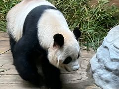 -深圳野生动物园