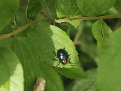 -上海佘山国家森林公园天马山园