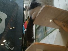 -猫咪博物馆(顶澳仔猫街店)