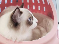 -艾吉宠物医院·疑难杂症转诊中心·猫友好(碧江路院)