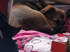 -万博宠物医院·手术·诊疗(未央凤城五路店)