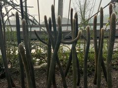 -南山植物园