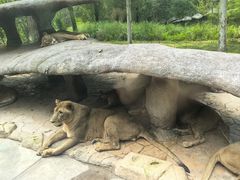 -北京野生动物园