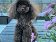 -家有小宠宠物美容(双楠街店)