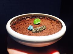 -蜜桃餐厅·江浙融合菜(荟聚购物中心店)