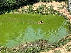 -西霞口神雕山野生动物世界