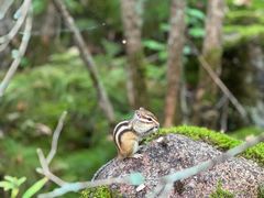 -汤旺河林海奇石景区