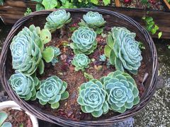 -浔岚云舍mist静谧观景美宿(丽江古城店)