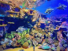 -上海海洋水族馆