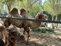 -长白岛森林公园