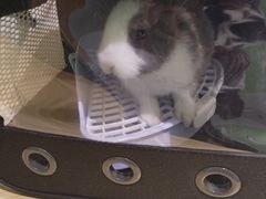 -雨林宠物医院 非犬猫异宠专科