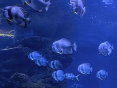 -石家庄海洋公园