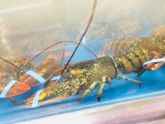 -盒马鲜生(大成店)