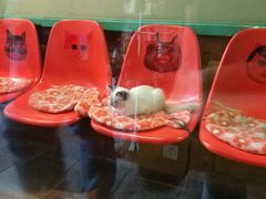 -猫咪博物馆(顶澳仔猫街店)