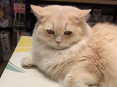 -山宅一喵德文卷毛猫舍