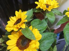 -何兮花店·气球派对鲜花店(马桥银春路万科城店)