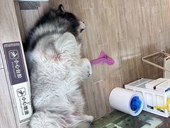 -李小姐の猫咖啡馆(五角场店)