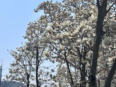 -南京眼步行桥