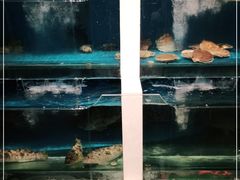 -大吉鲜鱼料理自慢(维也纳大厦店)