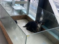 -怪兽屋·羊驼·猫咖·狗咖(俊华广场店)