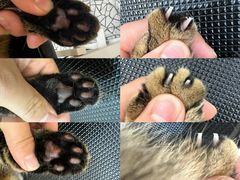 -momokira米努特·德文卷毛猫·棉花面纱犬